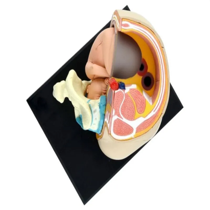 Human Women Pregnant Pelvis Section Model Sets with Baby Fetus Assembled maternal fetal tissue from the uterus model Science Toy