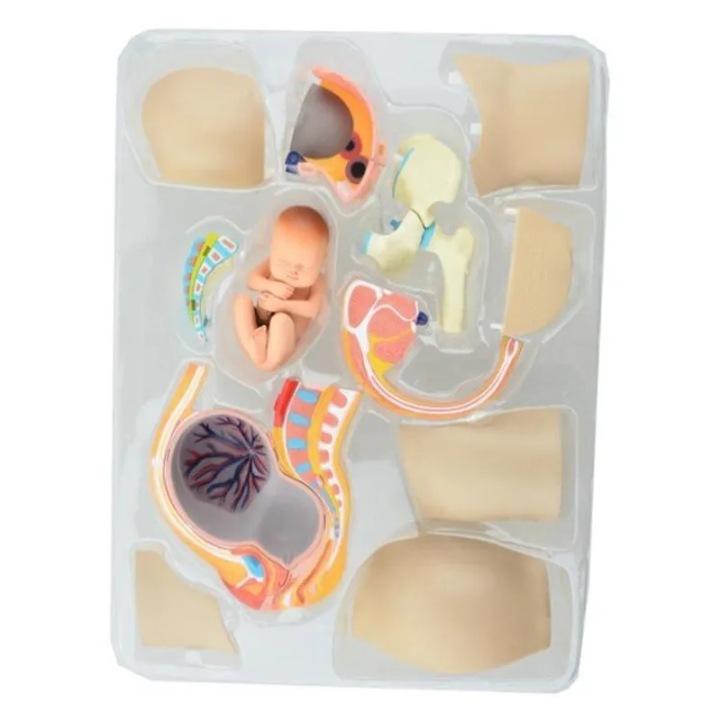 Human Women Pregnant Pelvis Section Model Sets with Baby Fetus Assembled maternal fetal tissue from the uterus model Science Toy