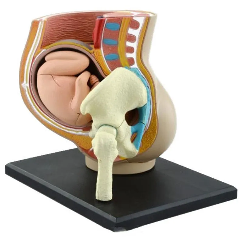 Human Women Pregnant Pelvis Section Model Sets with Baby Fetus Assembled maternal fetal tissue from the uterus model Science Toy